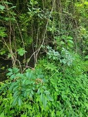 Prickly Ash (Zanthoxylum oxyphyllum)