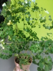 Polyscias balfouriana