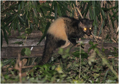Paradoxurus hermaphroditus