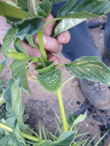 Leichhardt's Datura (Datura leichhardtii)