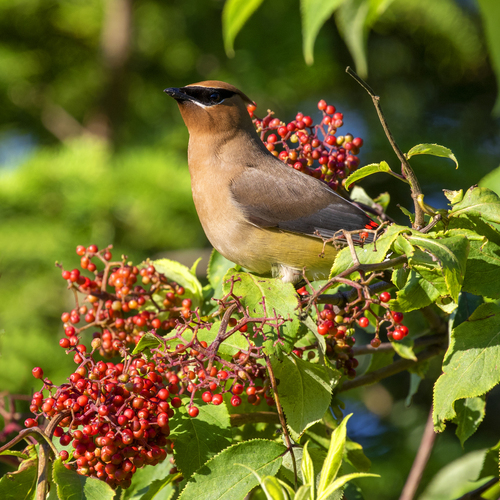Cedar Waxwing photographed in Wisconsin