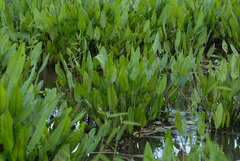 Pontederia reflexa