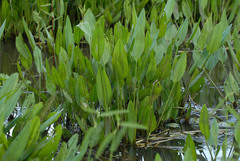 Pontederia reflexa