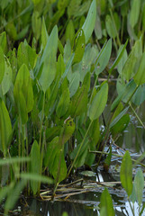 Pontederia reflexa