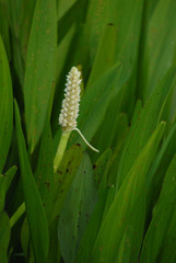 Pontederia reflexa