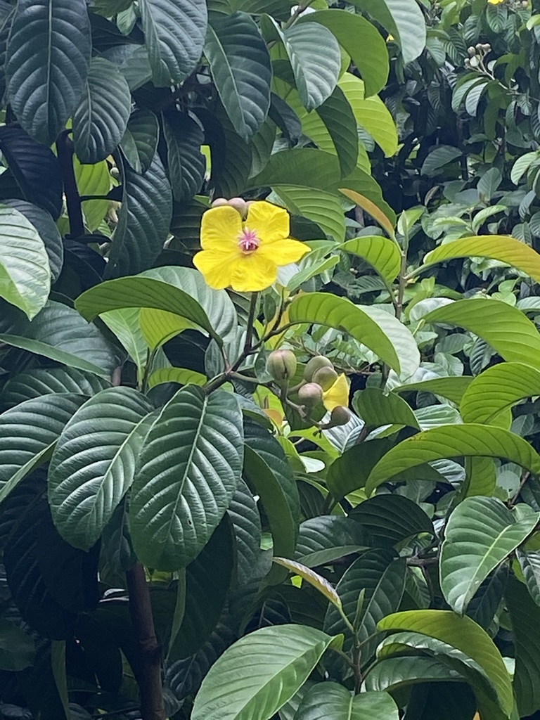 Dillenia excelsa (Dillenia excelsa)