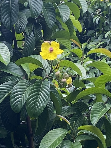 Dillenia excelsa (Dillenia excelsa)