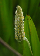 Pontederia reflexa