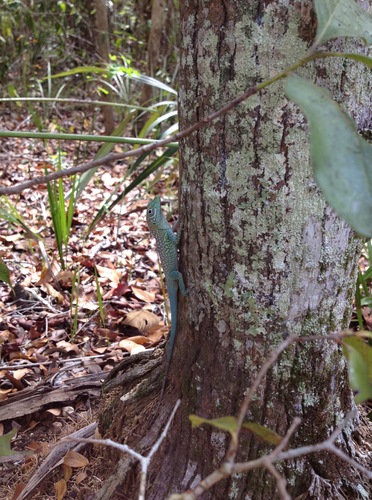 Anolis conspersus