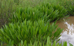 Pontederia reflexa
