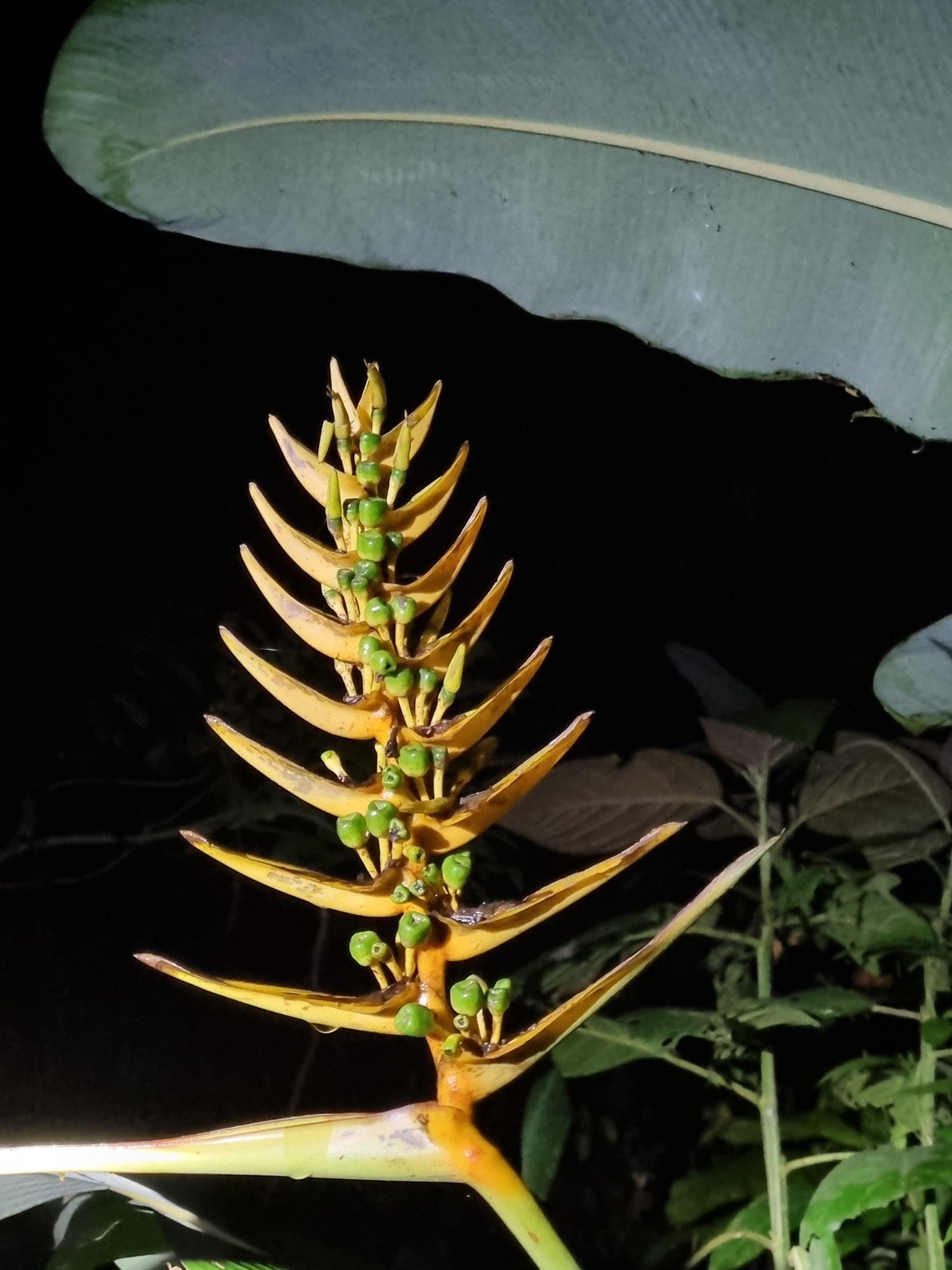 Heliconia librata