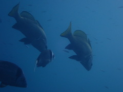 Sciaena umbra