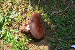 Cortinarius rufoviolaceus