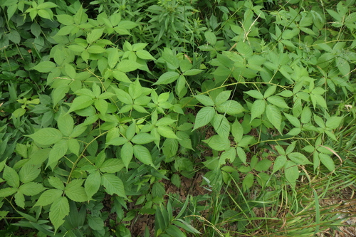 glandstem blackberry (Rubus glandicaulis)