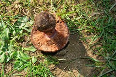 Cortinarius rufoviolaceus