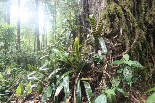 Vriesea splendens iNat (2)