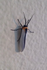 Lymire albipennis