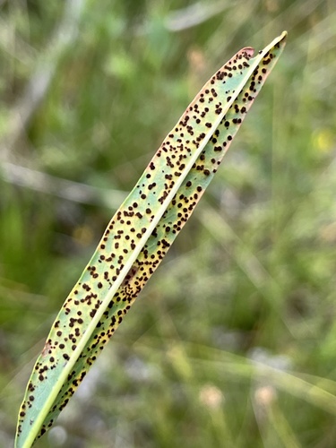 iNaturalist observation photo of rust fungi