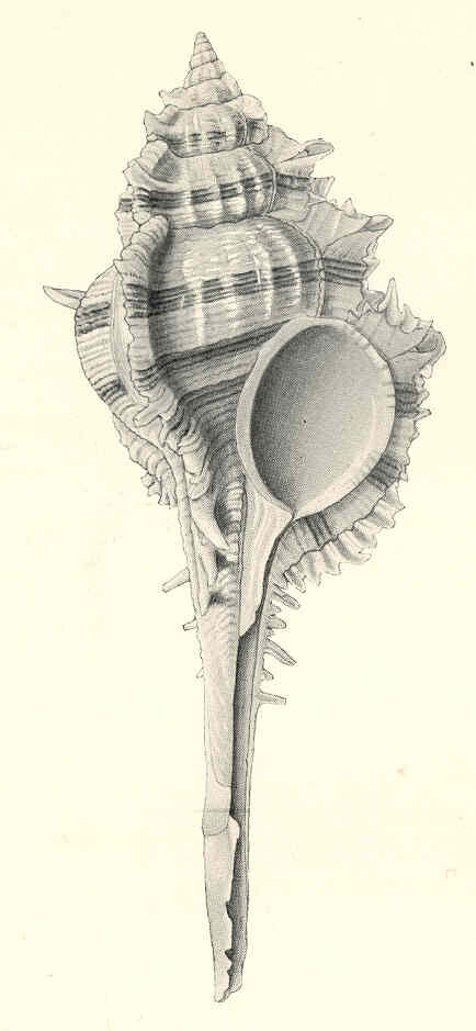 Vokesimurex malabaricus