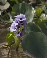 Pontederia azurea