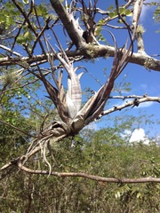 Tillandsia flexuosa