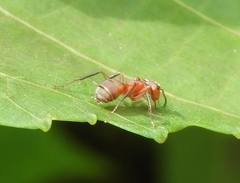Camponotus rectangularis