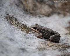 Leptodactylus fragilis