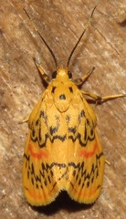 Barsinella mirabilis