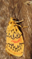 Barsinella mirabilis