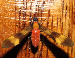 Rhynchopyga bifasciata
