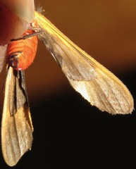 Rhynchopyga bifasciata