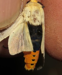 Selenarctia