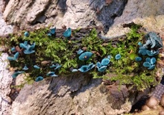 Chlorociboria aeruginascens