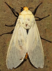 Selenarctia