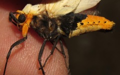 Selenarctia