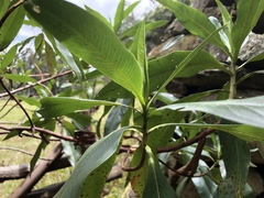 Escallonia pendula