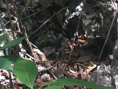 Cubophis caymanus