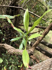 Escallonia pendula