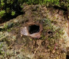Geopora arenicola