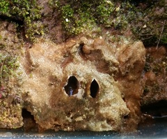 Geopora arenicola