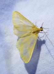 Eubaphe helveta