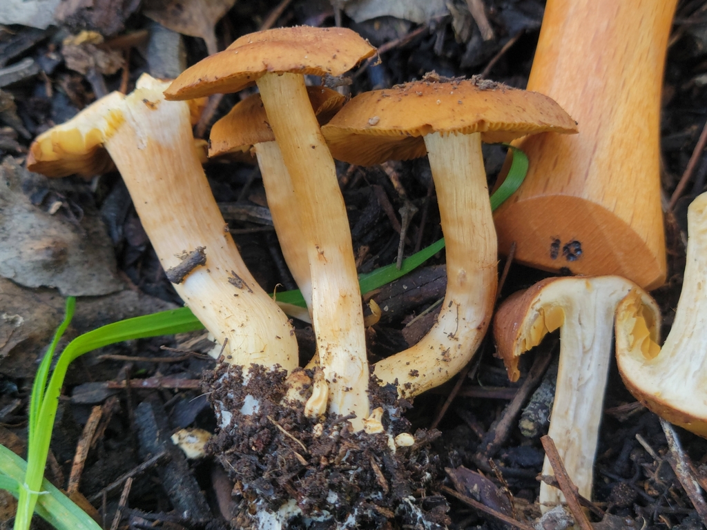 Cortinarius sp. 'Acacia' · July 2025 · photo: © zedt (iNaturalist, cc-by)