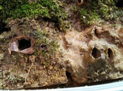 Geopora arenicola