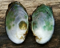 Alasmidonta undulata