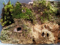 Geopora arenicola