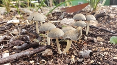 Coprinellus arenicola