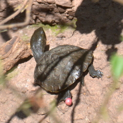 Kinosternon hirtipes murrayi