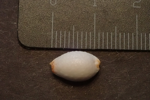 grape cowrie