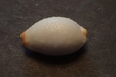 Staphylaea staphylaea