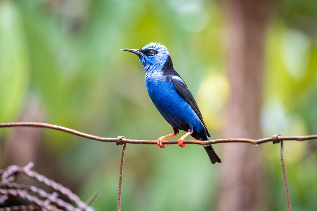 Blue Honeycreepers (Genus Cyanerpes) · iNaturalist